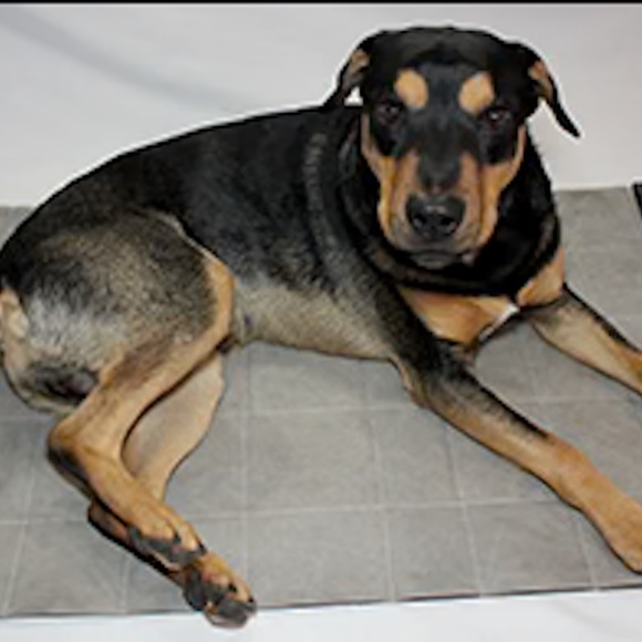 Dog Cooling Mat by CoolBeds4Pets--Size XL (42x28")--Gray--Slightly used, Works! - Picture 2 of 12